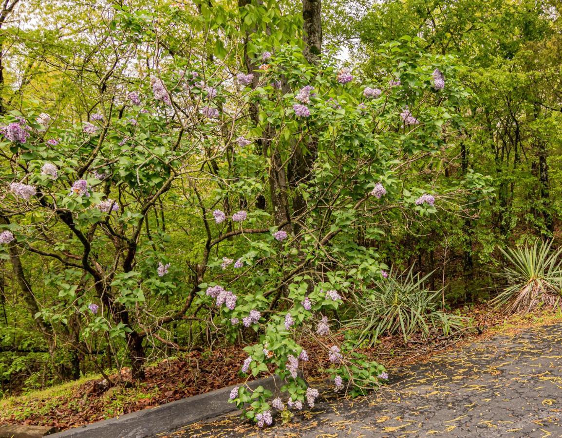 במוטל Indian Point Autumn Creek Branson מראה חיצוני תמונה